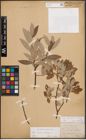 Foto von Salix caprea L. x Salix eleagnos Scop.